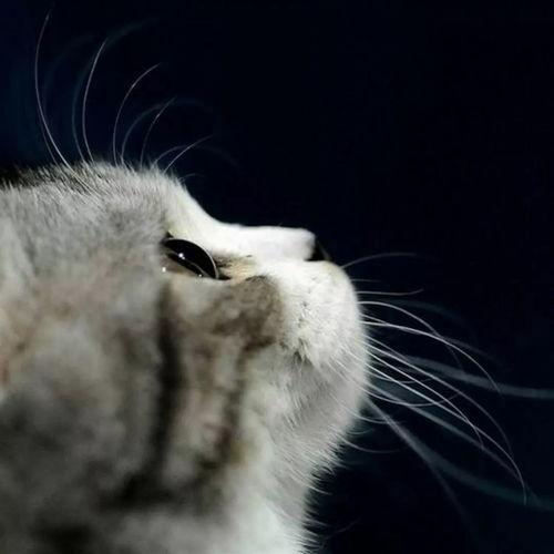 娱乐吃瓜小猫咪小说在线阅读,揭秘娱乐圈幕后风云 第2张 娱乐吃瓜小猫咪小说在线阅读,揭秘娱乐圈幕后风云 第2张