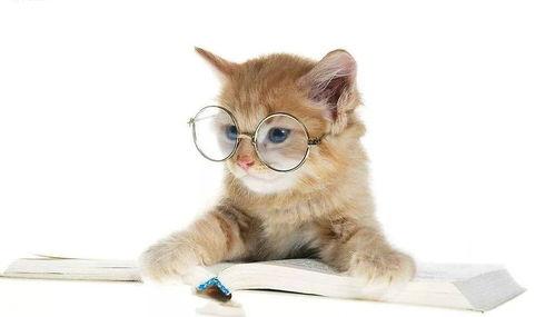 娱乐吃瓜小猫咪小说在线阅读,揭秘娱乐圈幕后风云 第3张 娱乐吃瓜小猫咪小说在线阅读,揭秘娱乐圈幕后风云 第3张