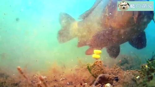 挖掘机新闻爆料视频,现场实况直击，揭秘行业最新动态  第2张