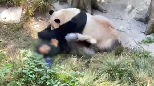 爆料潮汕熊猫视频,网友直呼“萌化人心”