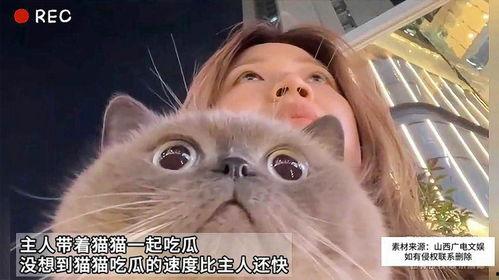 七猫免费小说吃瓜系统,穿越古代，开启吃瓜人生  第3张