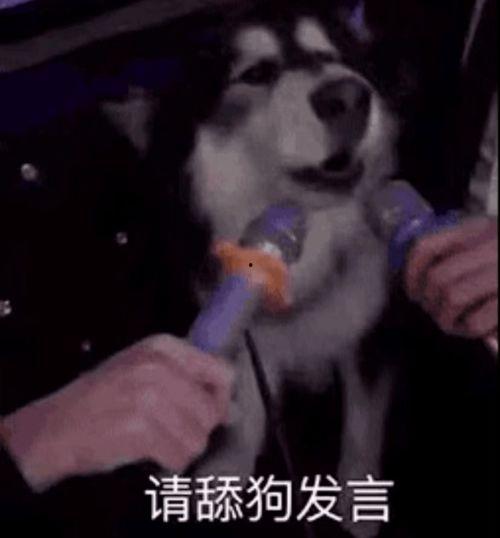刘大锤爆料舔狗视频,视频爆料引发网友热议 第1张 刘大锤爆料舔狗视频,视频爆料引发网友热议 第1张