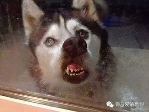 刘大锤爆料舔狗视频,视频爆料引发网友热议 第3张 刘大锤爆料舔狗视频,视频爆料引发网友热议 第3张