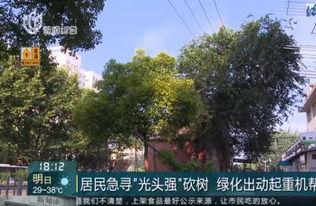 绵阳最新凯厦砍树爆料新闻,真相与争议交织的环保风波  第3张 绵阳最新凯厦砍树爆料新闻,真相与争议交织的环保风波  第3张