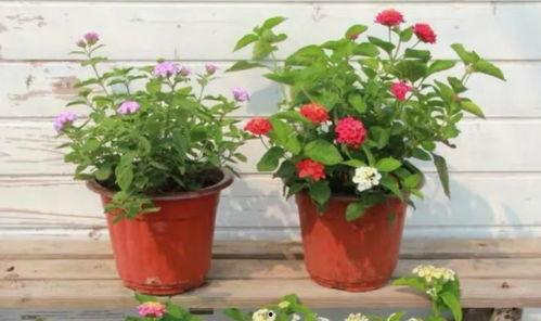 即墨保姆爆料事件视频最新,揭露惊人真相,家政行业乱象再引关注 第3张 即墨保姆爆料事件视频最新,揭露惊人真相,家政行业乱象再引关注 第3张